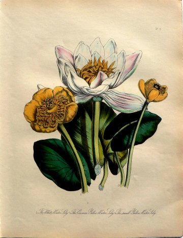 Plate 5. (Waterlies) British Wild Flowers. London: William Smith, 1849.