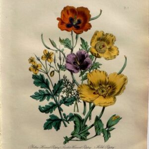 Plate 7. (Poppies) Jane W. Loudon. British Wild Flowers. London" William Smith, 1849.