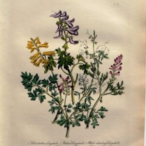 Plate 8 (Corydalis) British Wild Flowers. London: William Smith, 1849.