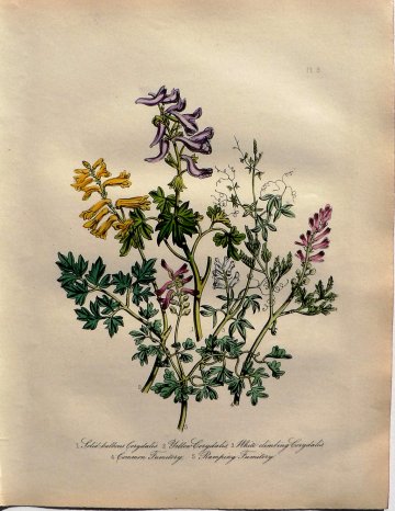 Plate 8 (Corydalis) British Wild Flowers. London: William Smith, 1849.