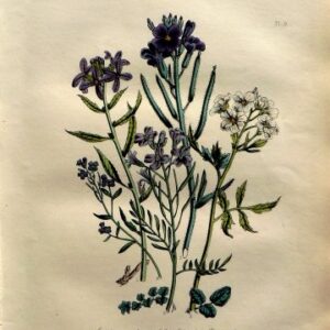 Plate 9 (Smock, Cress) British Wild Flowers. London: William Smith, 1849.