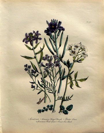 Plate 9 (Smock, Cress) British Wild Flowers. London: William Smith, 1849.
