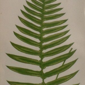 Plate XXII. E.J. Lowe. Natural History of Ferns. London, 1872.