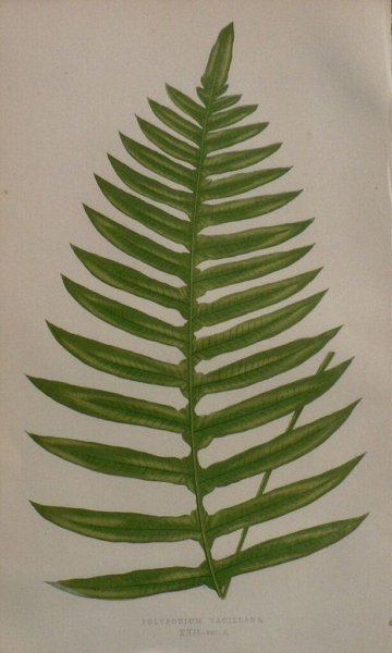 Plate XXII. E.J. Lowe. Natural History of Ferns. London, 1872.