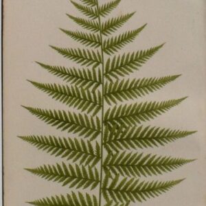 Plate II. E.J. Lowe. Natural History of Ferns. London, 1872.
