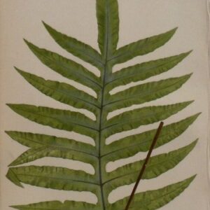 Plate IV E.J. Lowe. Natural History of Ferns. London, 1872.
