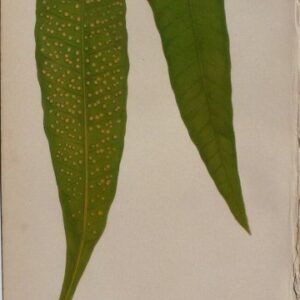 Plate VII E.J. Lowe. Natural History of Ferns. London, 1872.