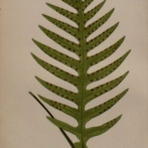 Plate VIII E.J. Lowe. Natural History of Ferns. London, 1872.