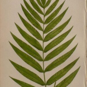 Plate XIII E.J. Lowe. Natural History of Ferns. London, 1872.