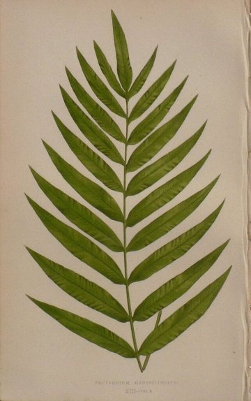 Plate XIII E.J. Lowe. Natural History of Ferns. London, 1872.