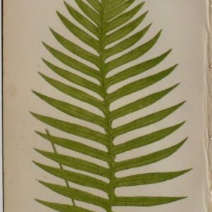 Plate XIV. E.J. Lowe. Natural History of Ferns. London, 1872.