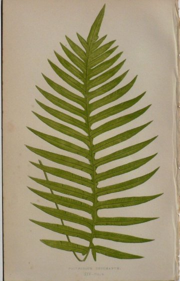 Plate XIV. E.J. Lowe. Natural History of Ferns. London, 1872.