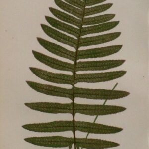 Plate XIX. E.J. Lowe. Natural History of Ferns. London, 1872.