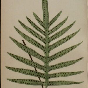 Plate VI E.J. Lowe. Natural History of Ferns. London, 1872.