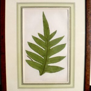 Plate XVI. E.J. Lowe. Natural History of Ferns. London, 1872.