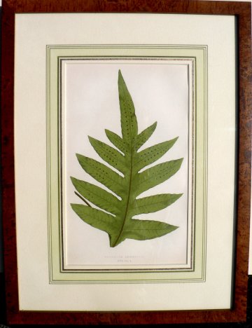 Plate XVI. E.J. Lowe. Natural History of Ferns. London, 1872.