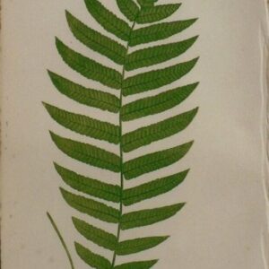 Plate XVIII. E.J. Lowe. Natural History of Ferns. London, 1872.