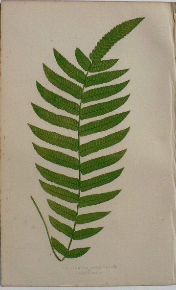 Plate XVIII. E.J. Lowe. Natural History of Ferns. London, 1872.