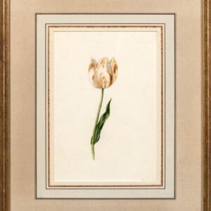 Knabbendam, J. (Tulip) Dutch, 1826.