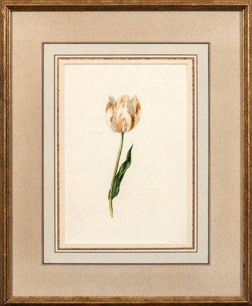 Knabbendam, J. (Tulip) Dutch, 1826.