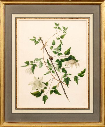 Martin, Mrs. G. (Clematis) English, circa, 1825.