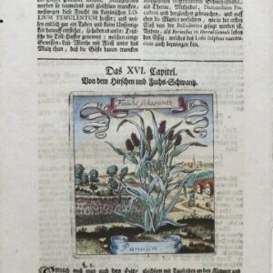 (Panicum grass) Der Fruchtbringenden. Frankfurt, 1719.