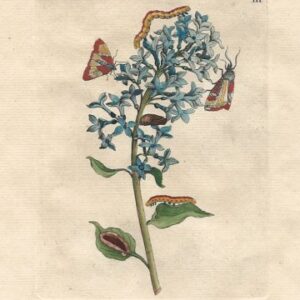 Maria Sybilla Merian. Plate III. Erucarum ortus. Amsterdam: J. Oosterwyck, 1718.