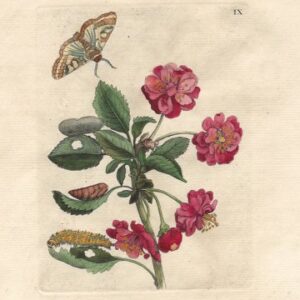 Merian/Valentini