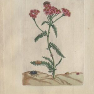 Maria Sybilla Merian. Plate LXVII. Erucarum ortus. Amsterdam: J. Oosterwyck, 1718.