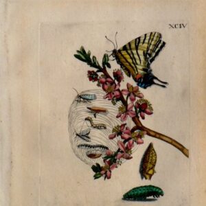 Maria Sybilla Merian. Pl. XCIV. Erucarum Ortus. Amsterdam: J. Oosterwyck, 1718.