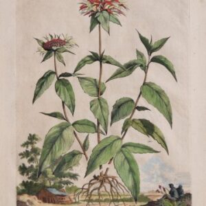 (Mint) Abraham Munting. Phytographia Curiosa. Utrecht [1696] 1702.
