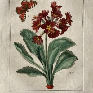 (Red Auricula) Nederlandsche Bloemwerk...Amsterdam 1794. Framed