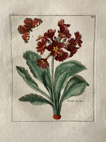 (Red Auricula) Nederlandsche Bloemwerk...Amsterdam 1794. Framed