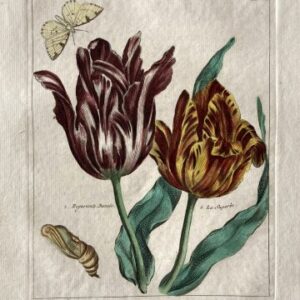(Striped Purple and Red Tulips with Butterfly) Nederlandsche Bloemwerk...Amsterdam 1794. Framed