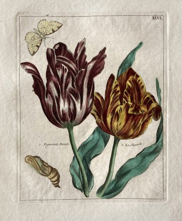 (Striped Purple and Red Tulips with Butterfly) Nederlandsche Bloemwerk...Amsterdam 1794. Framed