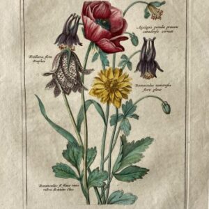 (Buttercup, Columbine, Fritallaria, Poppy) Nederlandsche Bloemwerk...Amsterdam 1794. Framed