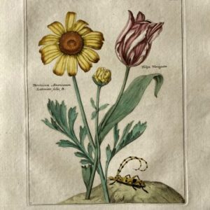 (Striped tulip and American chrysanthemum) Nederlandsche Bloemwerk...Amsterdam 1794. Framed