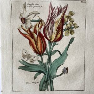 (Striped Tulips and Narcissus) Nederlandsche Bloemwerk...Amsterdam 1794. Framed