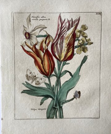 (Striped Tulips and Narcissus) Nederlandsche Bloemwerk...Amsterdam 1794. Framed