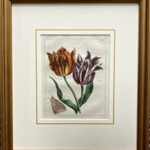 (Orange and Purple striped tulips) Nederlandsche Bloemwerk. Amsterdam 1794. Framed