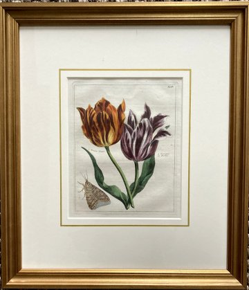 (Orange and Purple striped tulips) Nederlandsche Bloemwerk. Amsterdam 1794. Framed