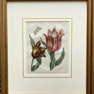 (Red striped tulips with butterfly) Nederlandsche Bloemwerk. Amsterdam 1794. Framed Matted
