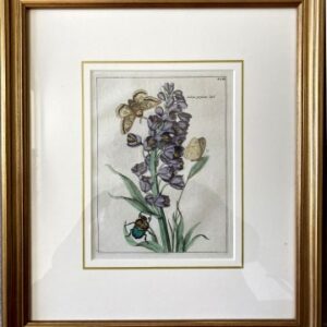 (Lily with moths and beetle) Nederlandsche Bloemwerk. Amsterdam 1794. Framed