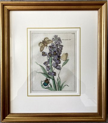 (Lily with moths and beetle) Nederlandsche Bloemwerk. Amsterdam 1794. Framed