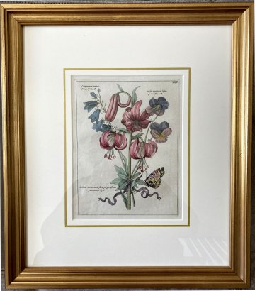 (Pink Lily, Campanula, Violets) Nederlandsche Bloemwerk…Amsterdam 1794. Framed