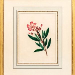 Martin, Mrs. G. (Oleander) English, circa 1825.