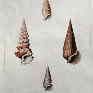 Pl. 35 Ceritrium Conchology London: William Miller, 1811