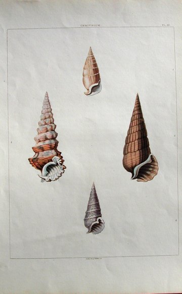 Pl. 35 Ceritrium Conchology London: William Miller, 1811