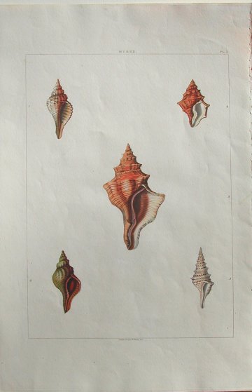 Pl. 3 Murex Conchology London: W. Miller:1811