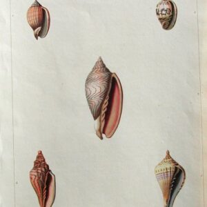 Pl. 17 Voluta Conchology London: William Miller, 1811